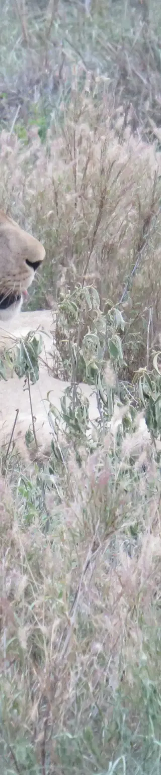 Zu Fuss auf der Suche nach Nashörnern im Hlane Royal Nationalpark